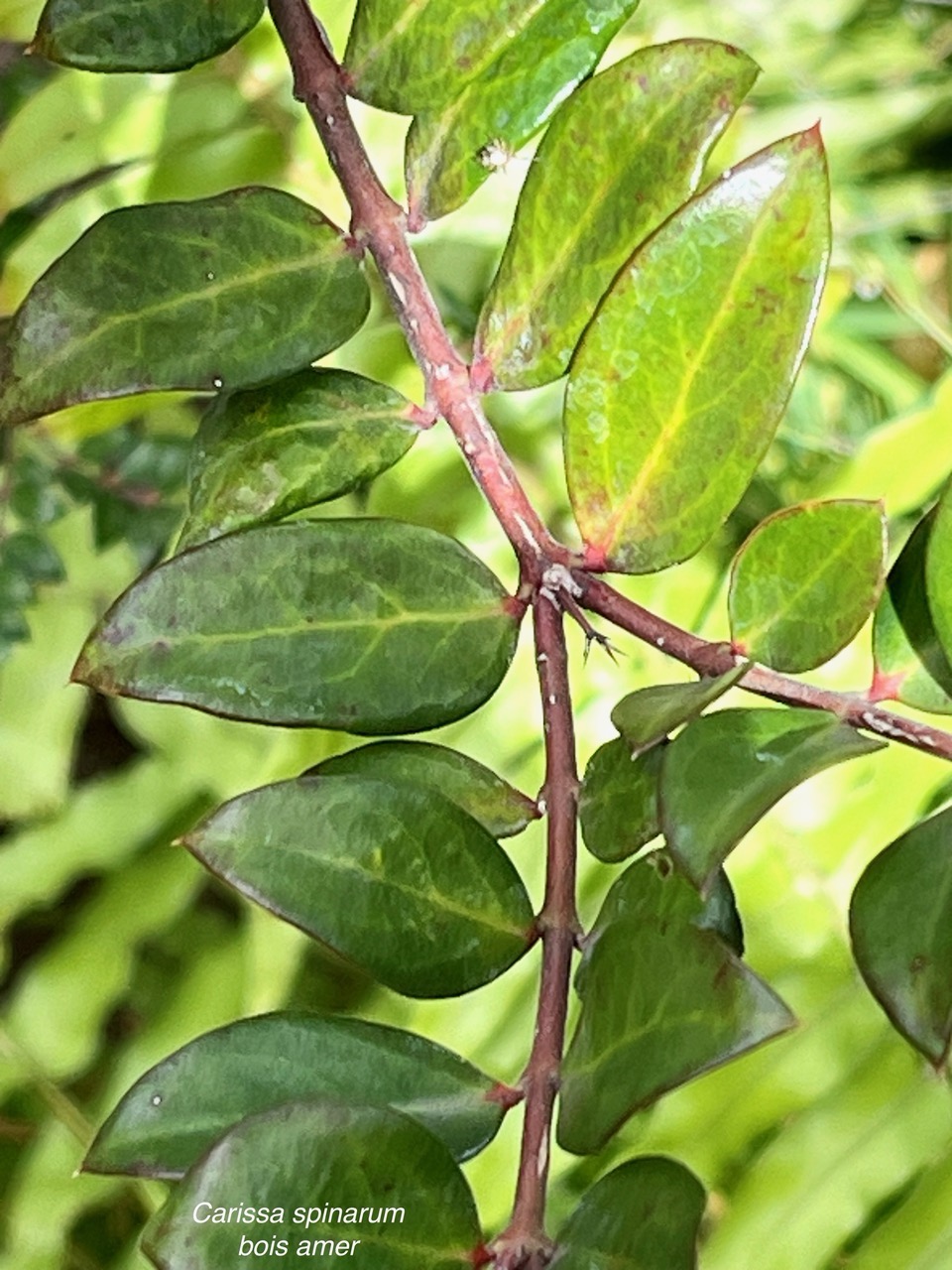 Carissa spinarum L . bois amer.apocynaceae.indigène Réunion. v.jpeg
