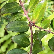 Carissa spinarum L . bois amer.apocynaceae.indigène Réunion. v.jpeg