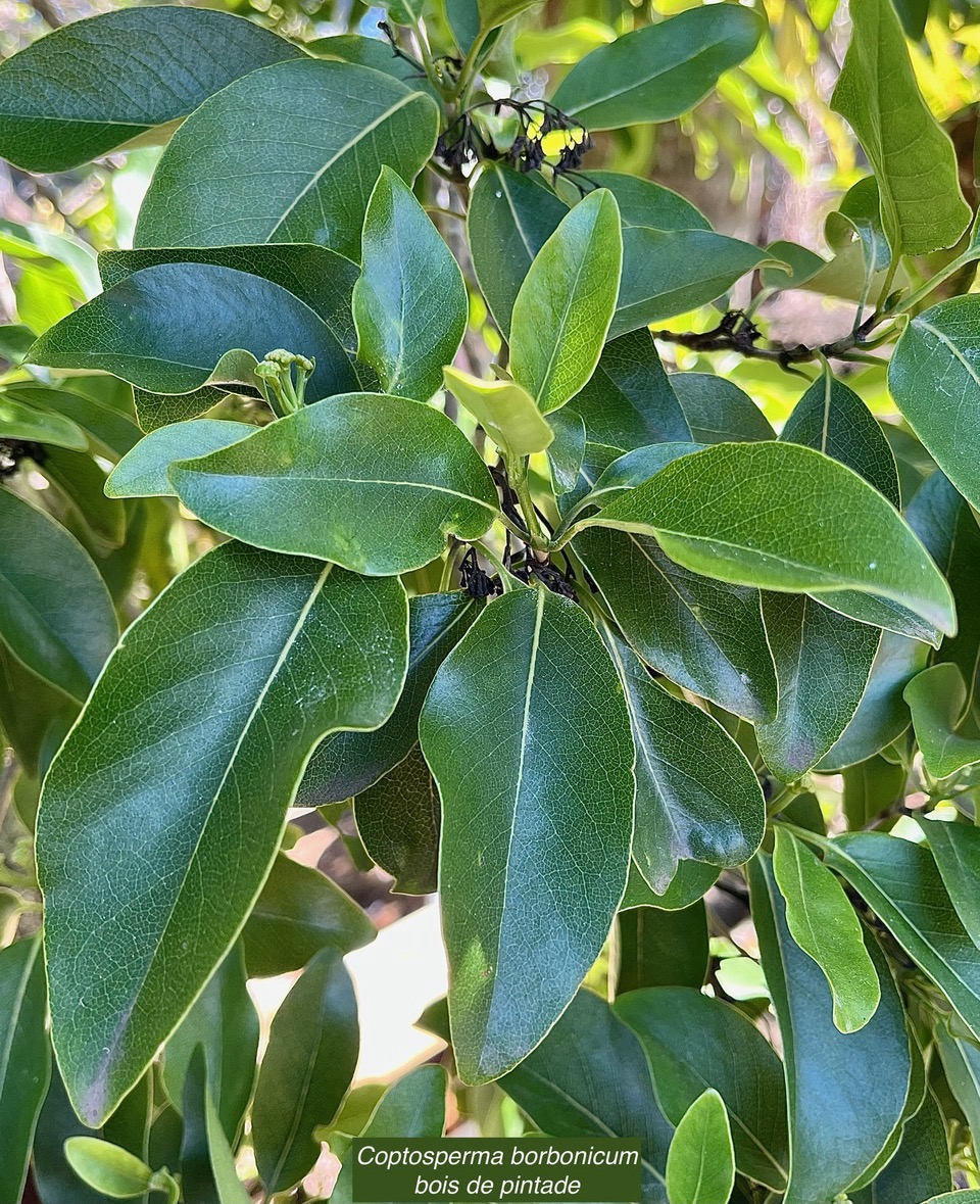 Coptosperma borbonicum.bois de pintade.rubiaceae.endémique Réunion Maurice. (1).jpeg
