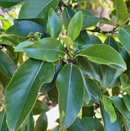 Coptosperma borbonicum.bois de pintade.rubiaceae.endémique Réunion Maurice. (1).jpeg