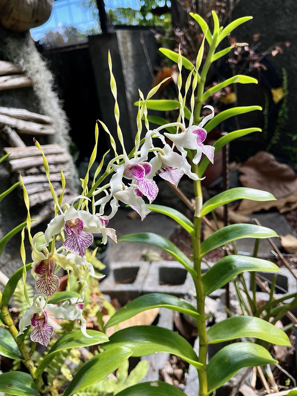 Dendrobium antennatum. ?? orchidaceae..jpeg