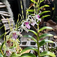 Dendrobium antennatum. ?? orchidaceae..jpeg