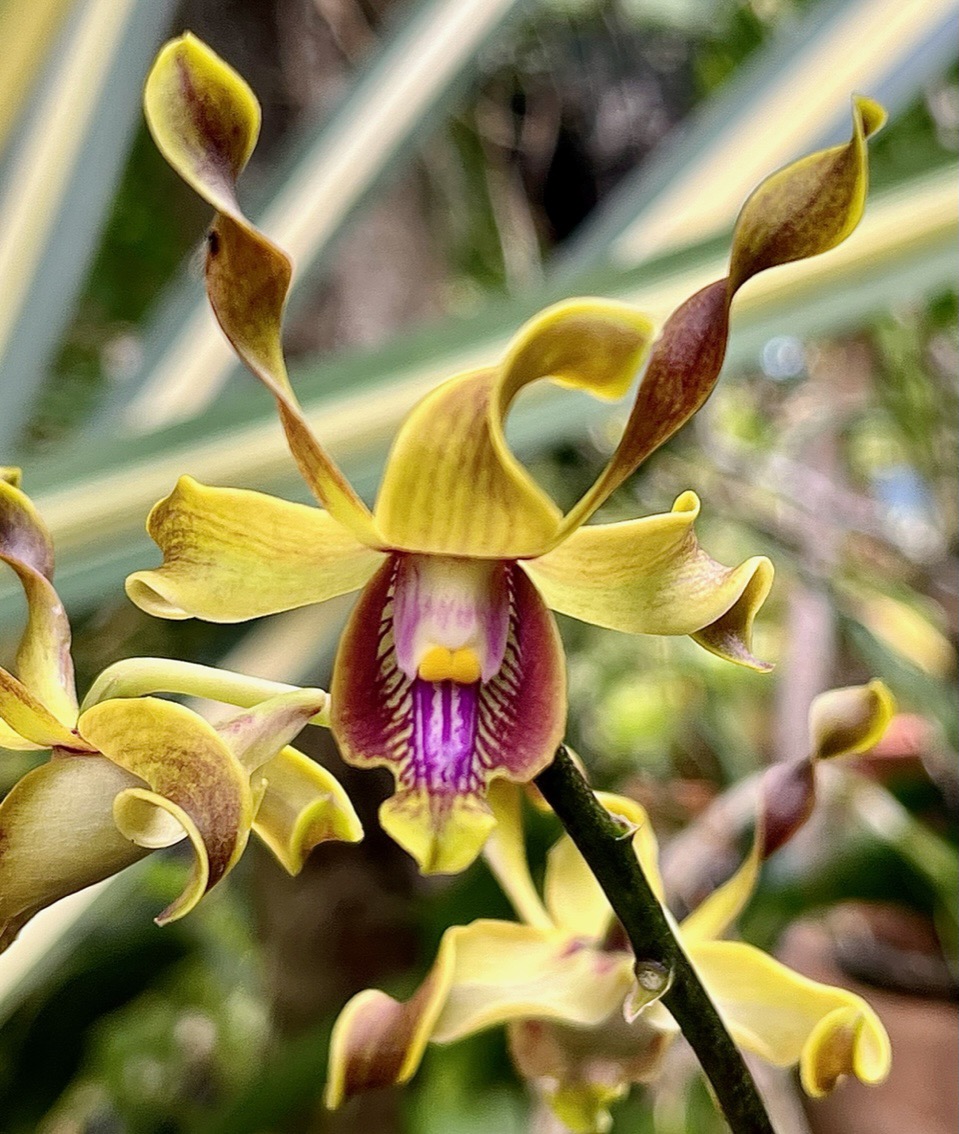 Dendrobium conanthum ? . orchidaceae..jpeg