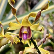 Dendrobium conanthum ? . orchidaceae..jpeg