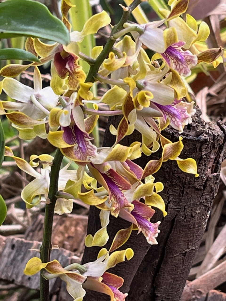 Dendrobium conanthum.? orchidaceae..jpeg