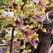 Dendrobium conanthum.? orchidaceae..jpeg