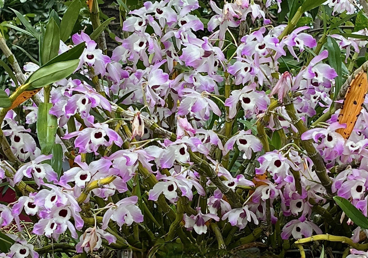 Dendrobium nobile .orchidaceae..jpeg