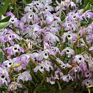 Dendrobium nobile .orchidaceae..jpeg