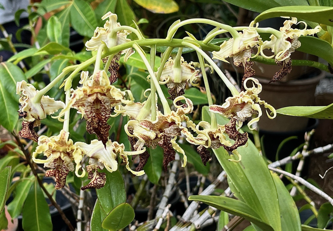 Dendrobium spectabile.orchidaceae..jpeg