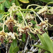 Dendrobium spectabile.orchidaceae..jpeg
