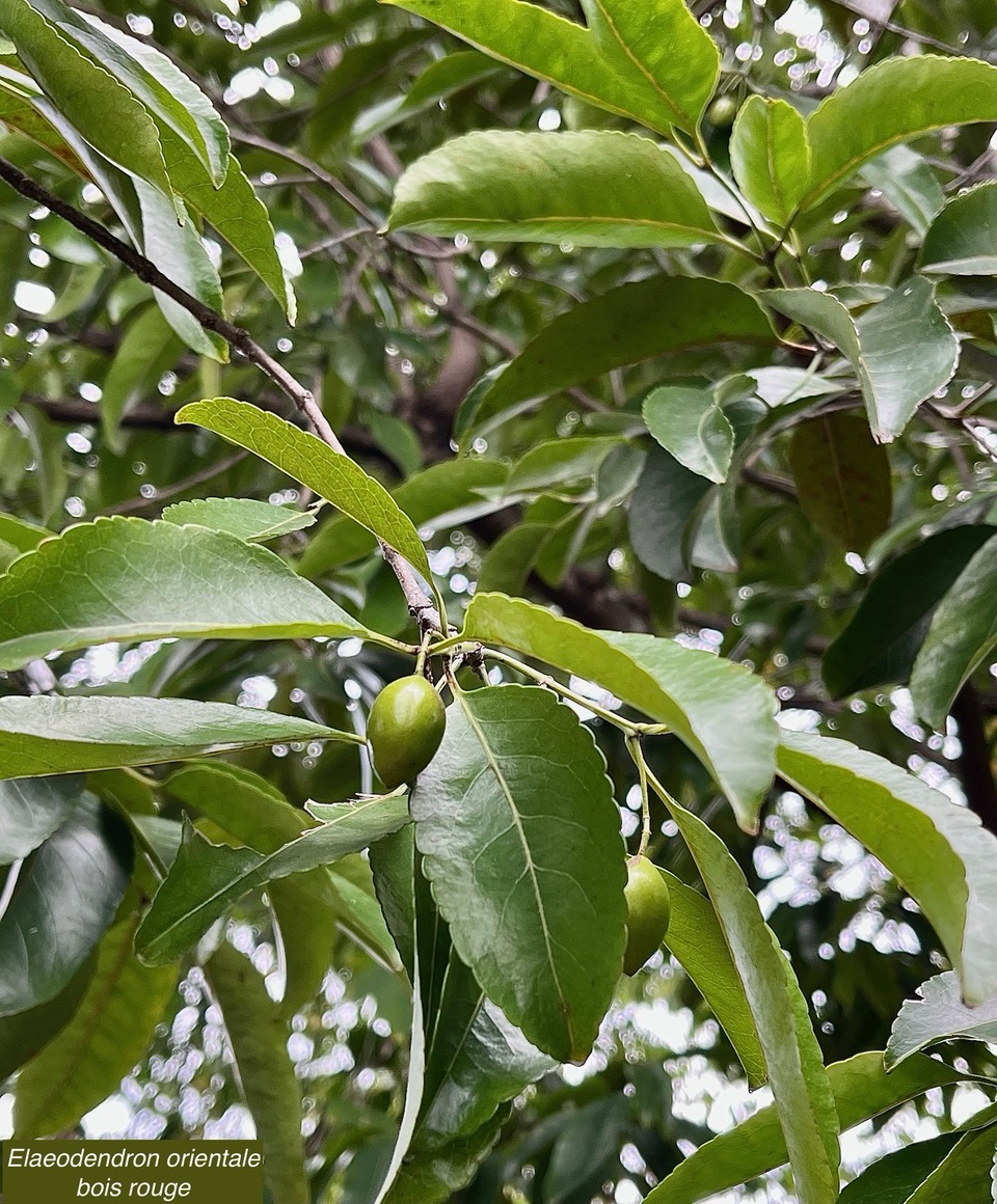 Elaeodendron orientale. ( Cassine orientalis ) bois rouge.celastraceae.endémique Réunion Maurice Rodrigues..jpeg