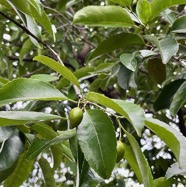 Elaeodendron orientale. ( Cassine orientalis ) bois rouge.celastraceae.endémique Réunion Maurice Rodrigues..jpeg