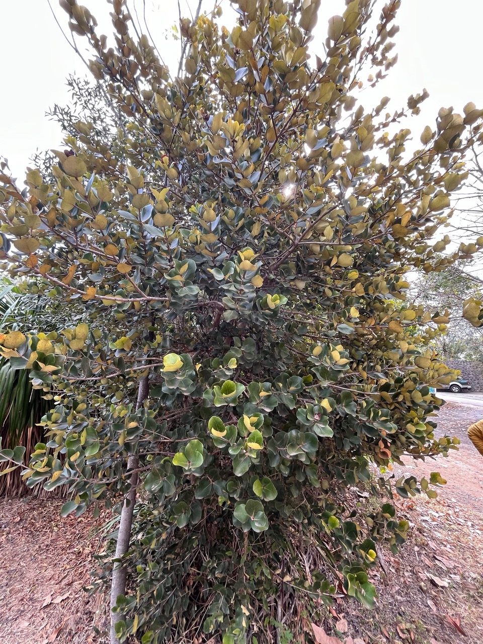 Eugenia sp .bois de nèfles .myrtaceae..jpeg