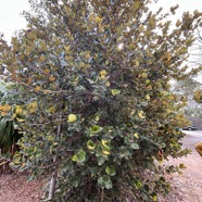 Eugenia sp .bois de nèfles .myrtaceae..jpeg