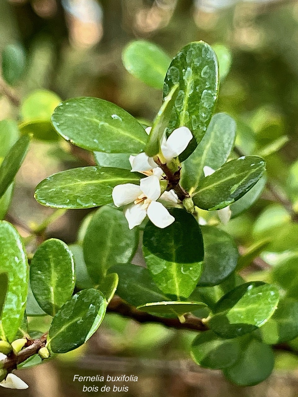 Fernelia buxifolia Lam.bois de buis.bois de balai.rubiaceae.endémique Réunion Maurice Rodrigues..jpeg