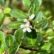 Fernelia buxifolia Lam.bois de buis.bois de balai.rubiaceae.endémique Réunion Maurice Rodrigues..jpeg