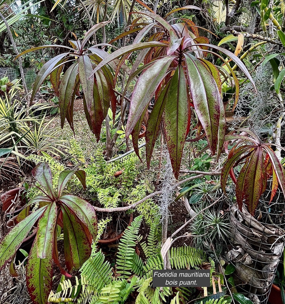 Foetidia mauritiana.bois puant.lecythidaceae.endémique Réunion Maurice.jpeg
