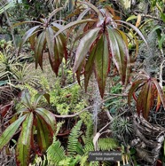 Foetidia mauritiana.bois puant.lecythidaceae.endémique Réunion Maurice.jpeg