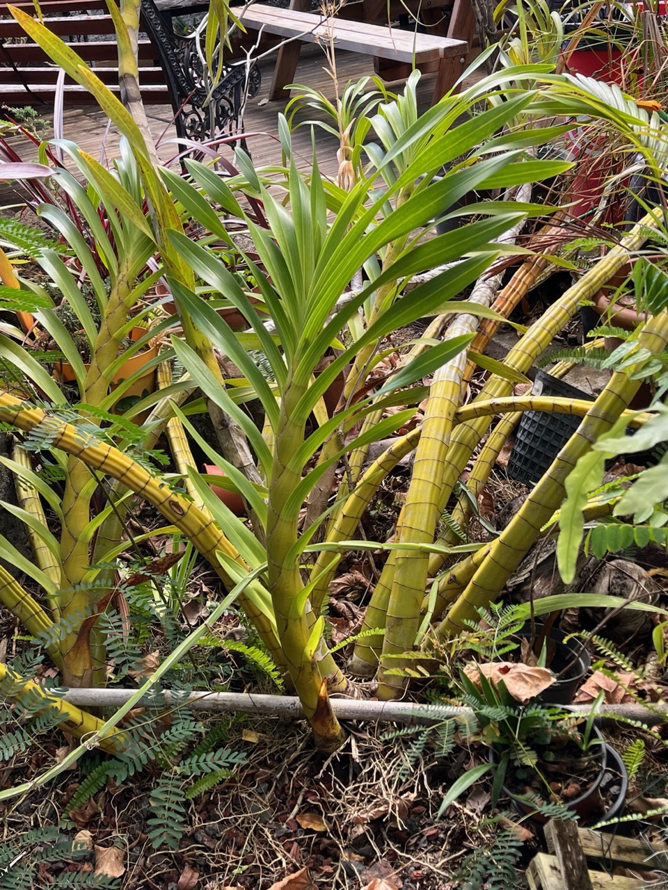 Grammathophyllum speciosum.orchidée géante..jpeg