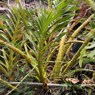 Grammathophyllum speciosum.orchidée géante..jpeg