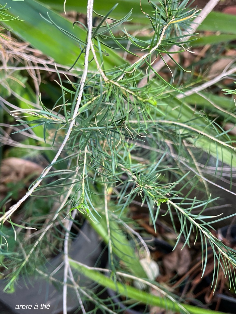 Melaleuca alternifolia.arbre à thé. tea tree. myrtaceae.espèce cultivée..jpeg