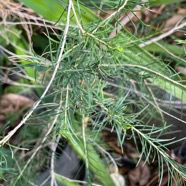 Melaleuca alternifolia.arbre à thé. tea tree. myrtaceae.espèce cultivée..jpeg