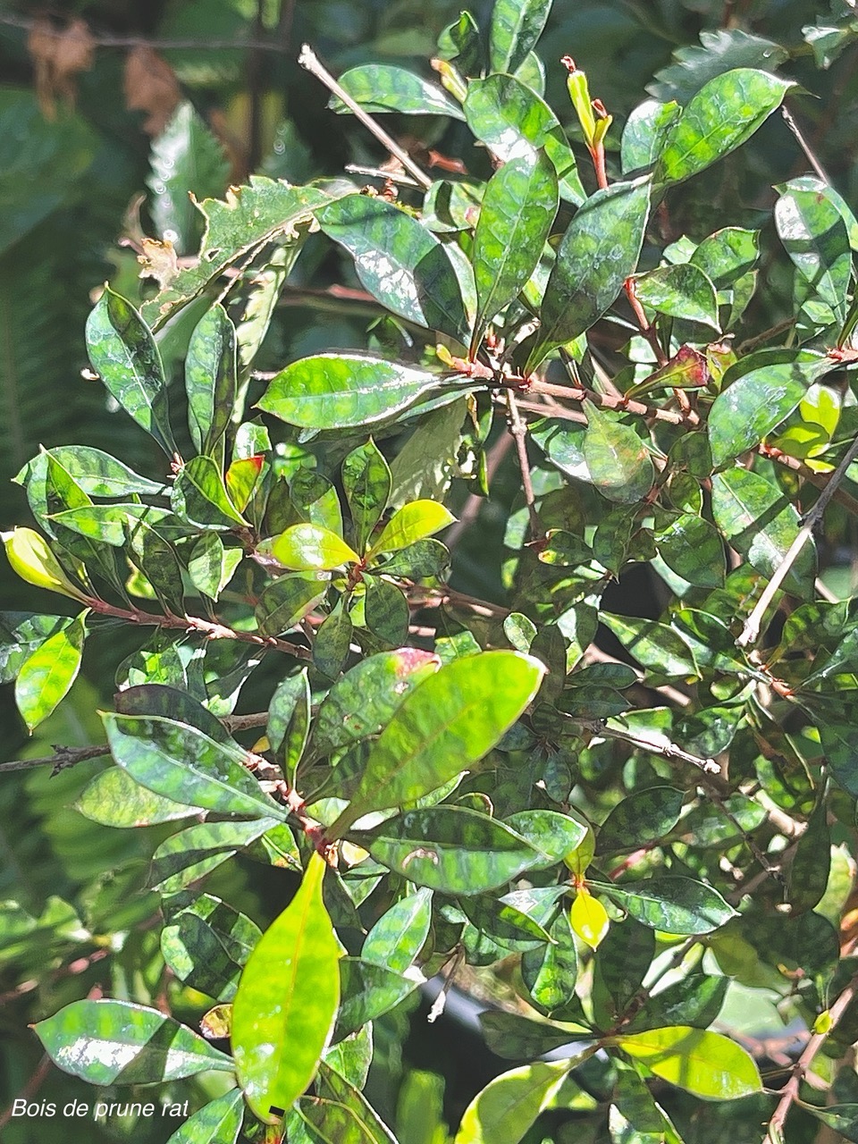 Myonima obovata .bois de prune marron.bois de prune rat.rubiaceae.endémique Réunion Maurice (2).jpeg