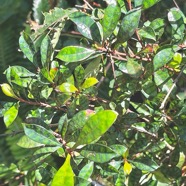Myonima obovata .bois de prune marron.bois de prune rat.rubiaceae.endémique Réunion Maurice (2).jpeg