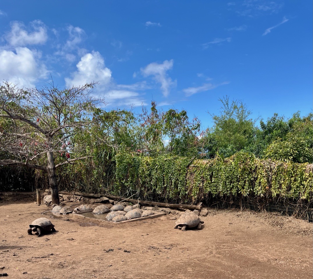 tortues des Seychelles.jpeg