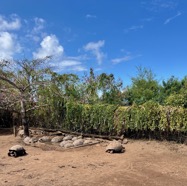 tortues des Seychelles.jpeg