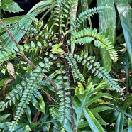 Zanthoxylum heterophyllum.bois de poivre.poivrier des hauts.rutaceae.endémique Réunion.Maurice.Rodrigues..jpeg