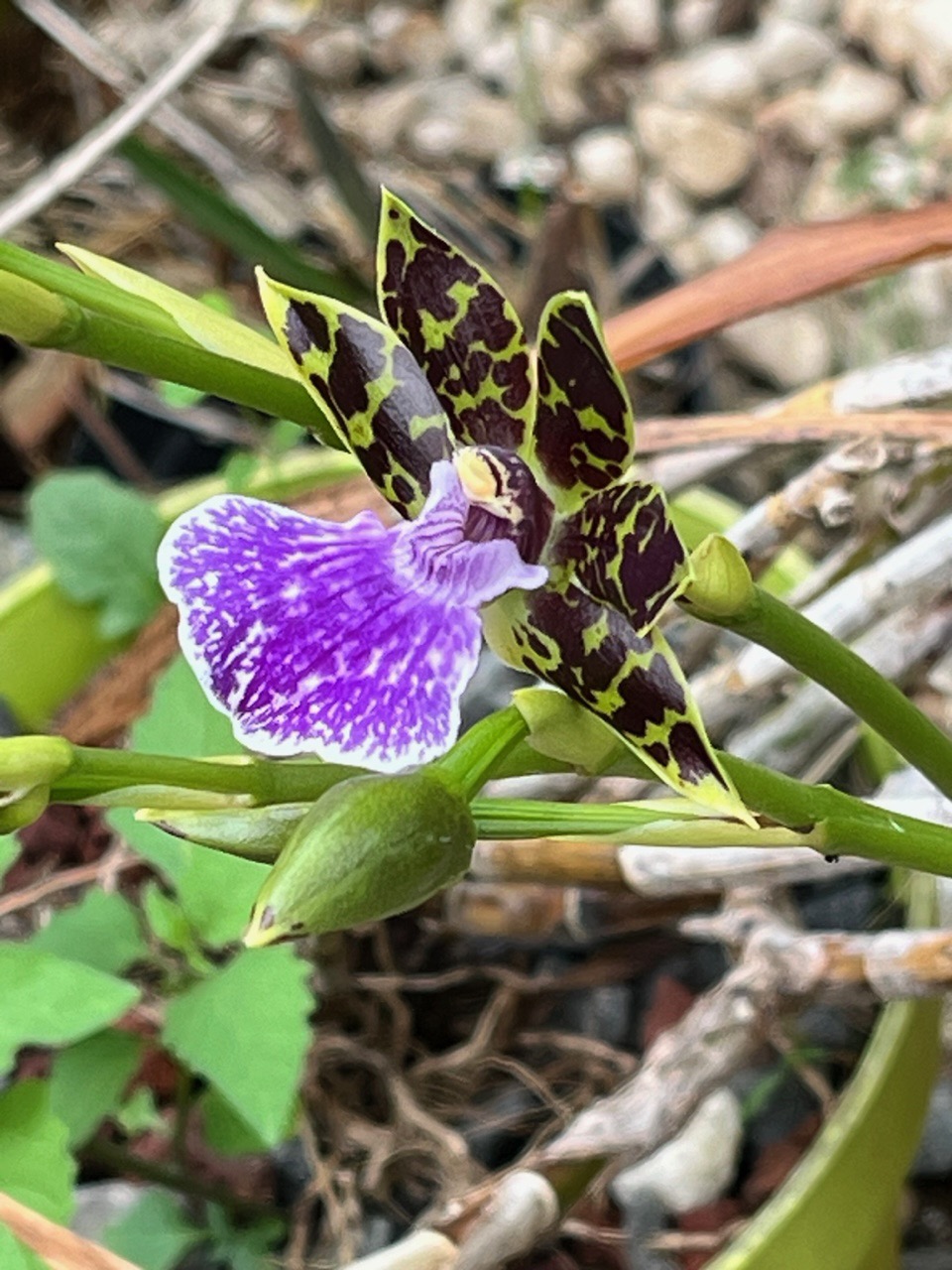 Zygopetalum maculatum.orchidaceae..jpeg