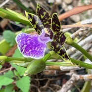 Zygopetalum maculatum.orchidaceae..jpeg