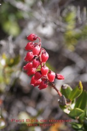Agarista buxifolia