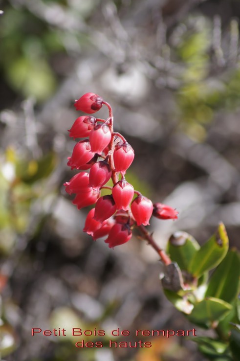 Agarista buxifolia