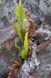 Blechnum tabulare-