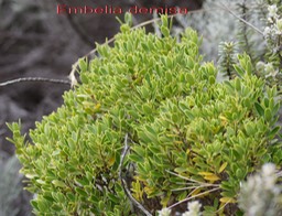 Embelia demisa- Primulacée - B