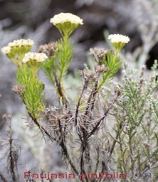 Faujasia pinifolia avec fleurs