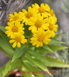 Faujasia salicifolia