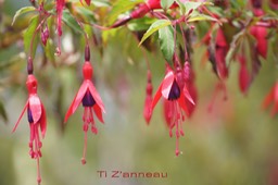 Fuchsia magellanica- exo