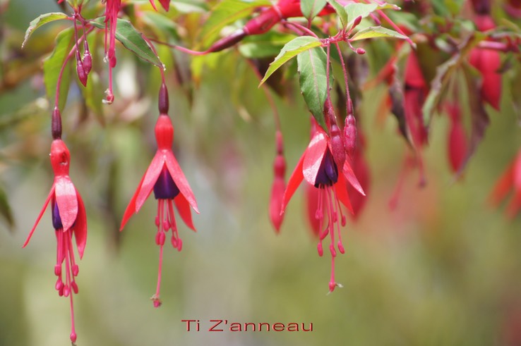 Fuchsia magellanica- exo