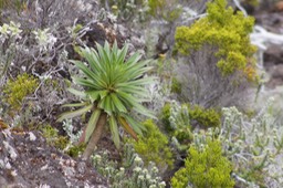 Heterochaenia rivalsii