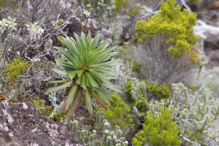 Heterochaenia rivalsii