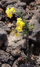 Hubertia tomentosa