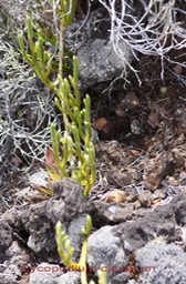 Lycopodium clavatum