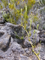 Lycopodium clavatum