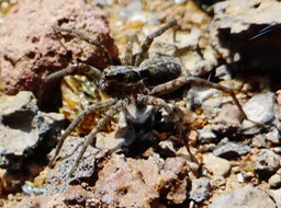 Lycosa vulcani