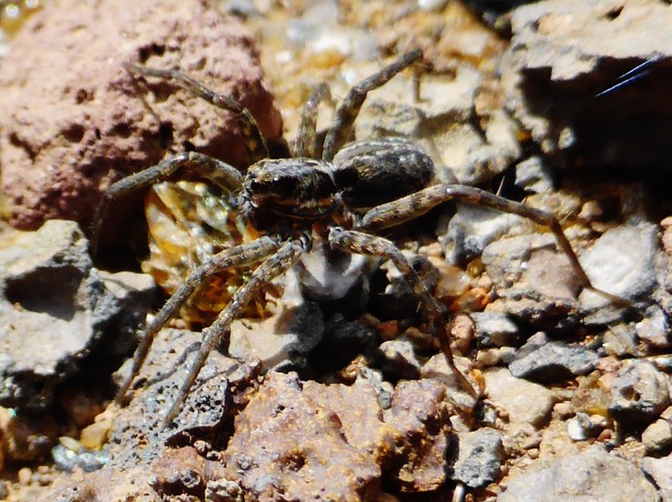 Lycosa vulcani