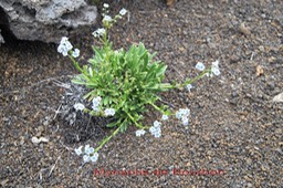 Myosotis de Bourbon - Cynoglossum borbonicum - Boraginacée - B