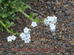 Myosotis de Bourbon